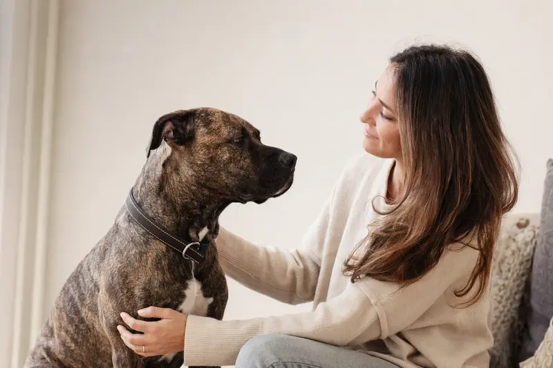 Ein Cane Di Maccelaio steht aufmerksam in natürlicher Haltung vor hellem Hintergrund, als realistisches Hundeporträt mit weichem Licht.