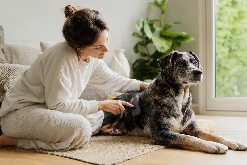 Ein Cane Di Maccelaio Hund wird in einer hellen Wohnung von seinem Besitzer sanft gebürstet und gepflegt.