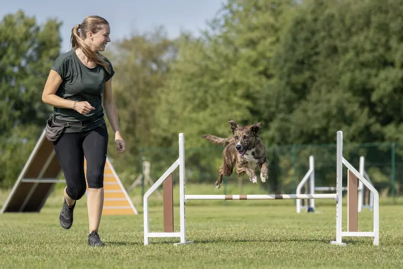 Ein Cane Di Maccelaio trainiert mit seinem Besitzer über eine kleine Hürde auf dem Hundeplatz in sonniger, sicherer Atmosphäre.