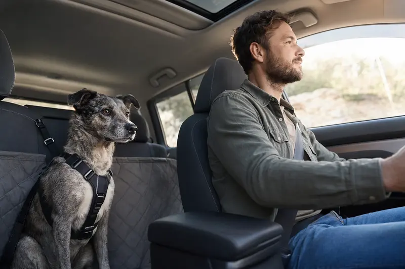 Ein Cane Di Maccelaio Hund sitzt angeschnallt auf der Rückbank eines Autos und genießt das Sonnenlicht, während sein Besitzer ruhig fährt.