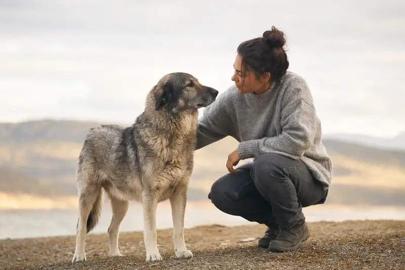Aufmerksam stehender Cao da Serra da Estrela Hund vor hellem Hintergrund in natürlicher Haltung.