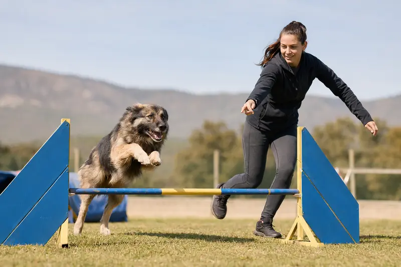 Ein Cao da Serra da Estrela trainiert mit seinem Besitzer über eine kleine Hürde auf dem Hundeplatz in sonniger Stimmung.