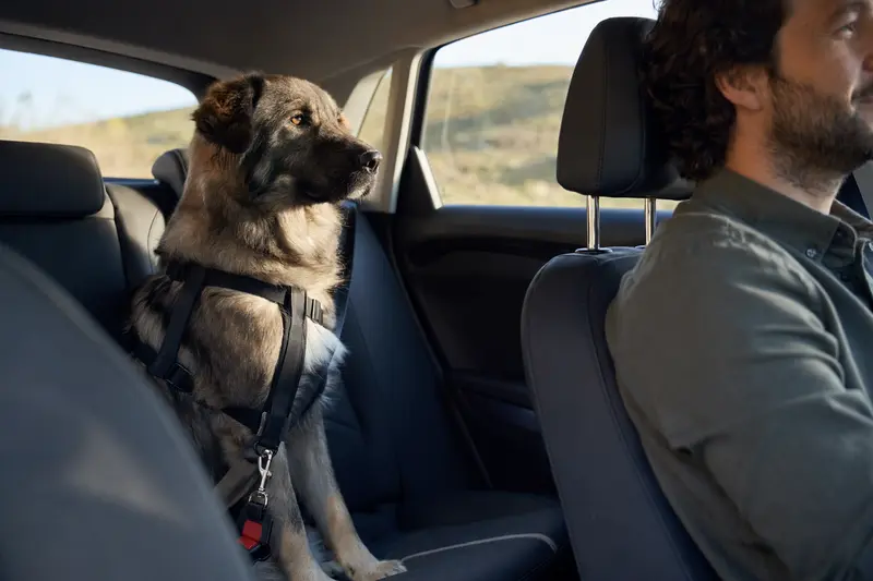 Ein Cao da Serra da Estrela Hund sitzt sicher angeschnallt auf der Rückbank eines Autos, während der Besitzer in der Sonne fährt.