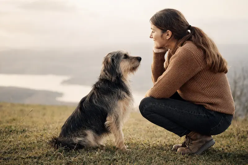 Cão da Serra de Aires Hund in natürlicher Haltung vor hellem Hintergrund, als realistisches Portrait mit typischer Fellstruktur und aufmerksamem Blick.