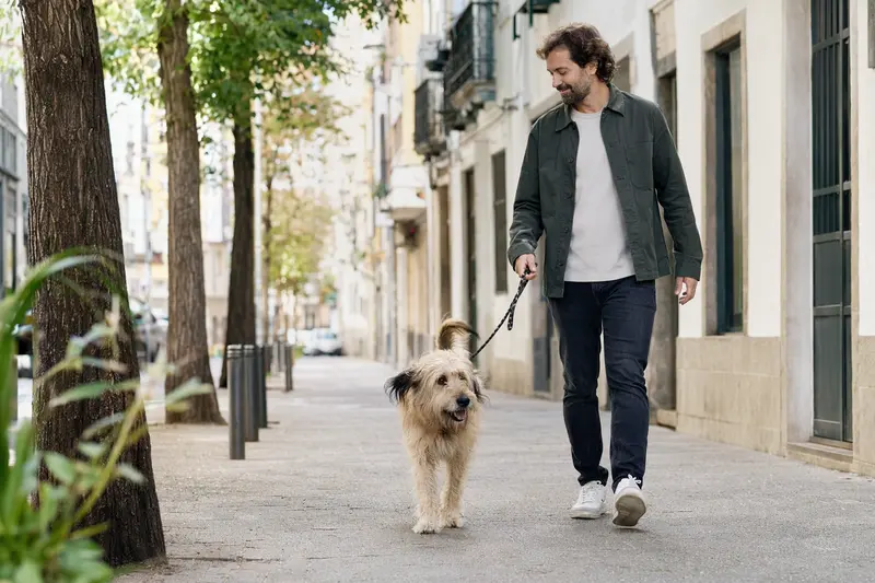 Ein Cão da Serra de Aires läuft an der Leine mit seinem Besitzer durch eine moderne Stadtstraße.