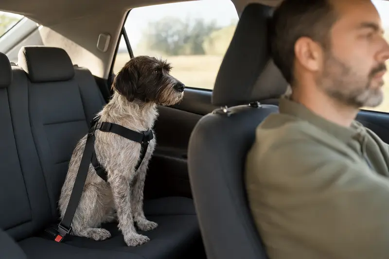Ein Cão da Serra de Aires sitzt sicher angeschnallt auf der Rückbank eines Autos, während die Sonne durch das Fenster scheint.