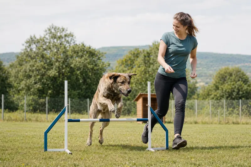 Ein Cao de Castro Laboreiro springt mit seinem Besitzer über eine kleine Trainingshürde auf dem Hundeplatz.