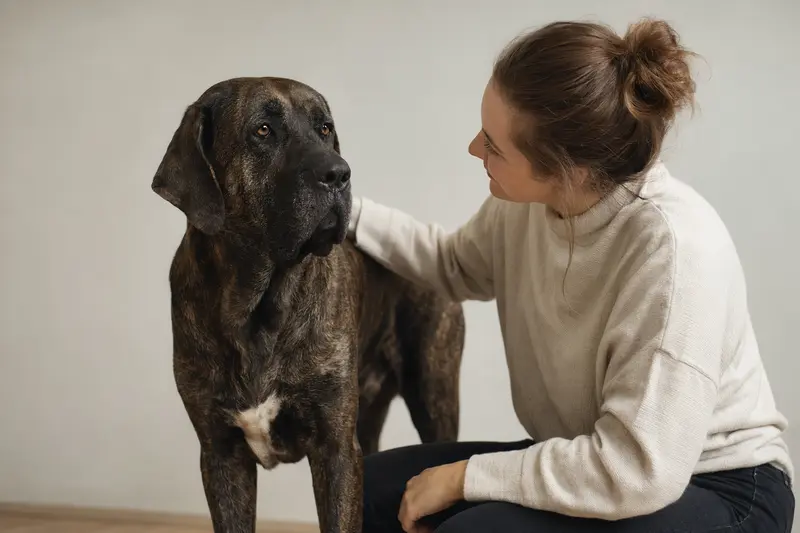 Cao Fila de Sao Miguel Hund in aufmerksamer Haltung vor hellem neutralem Hintergrund, als realistisches Tierportrait mit weichem Licht und klaren Details.
