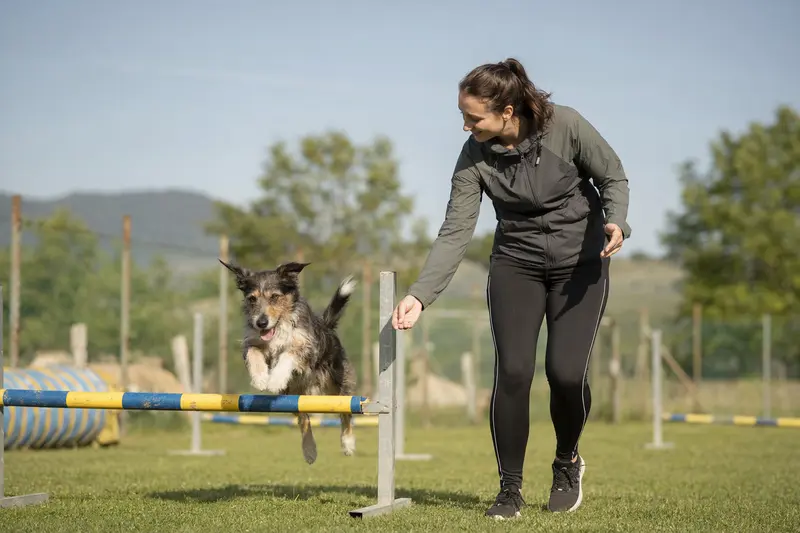 Ein Caravan Hound trainiert mit seinem Besitzer auf einem Hundeplatz über eine kleine Hürde bei sonnigem Wetter.