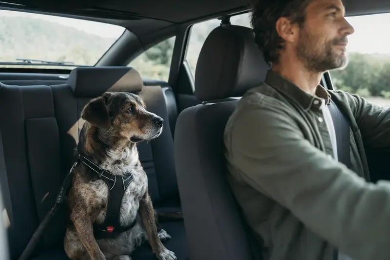 Ein Caravan Hound Hund sitzt sicher angeschnallt auf der Rückbank eines Autos, während das Sonnenlicht durch das Fenster strömt.