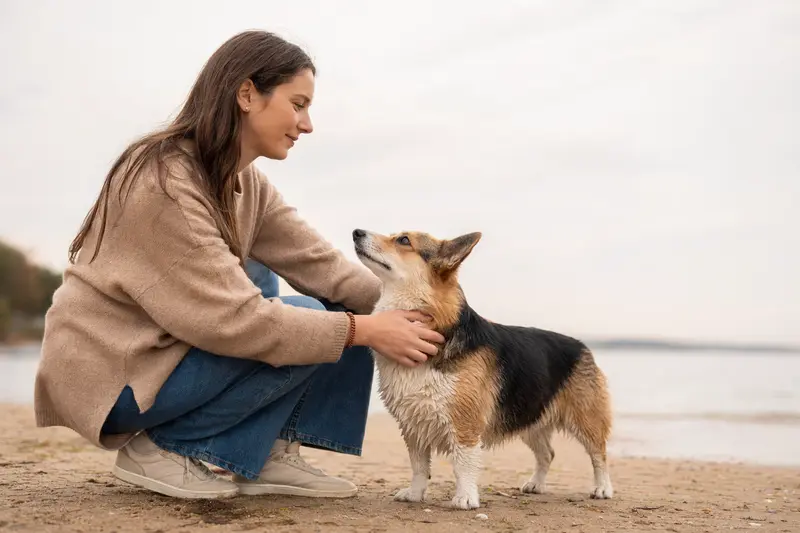 Ein aufmerksam stehender Cardigan Welsh Corgi vor hellem Hintergrund als realistisches Hundeportrait.