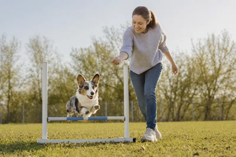 Ein Cardigan Welsh Corgi springt mit seinem Besitzer über eine kleine Trainingshürde auf dem Hundeplatz.