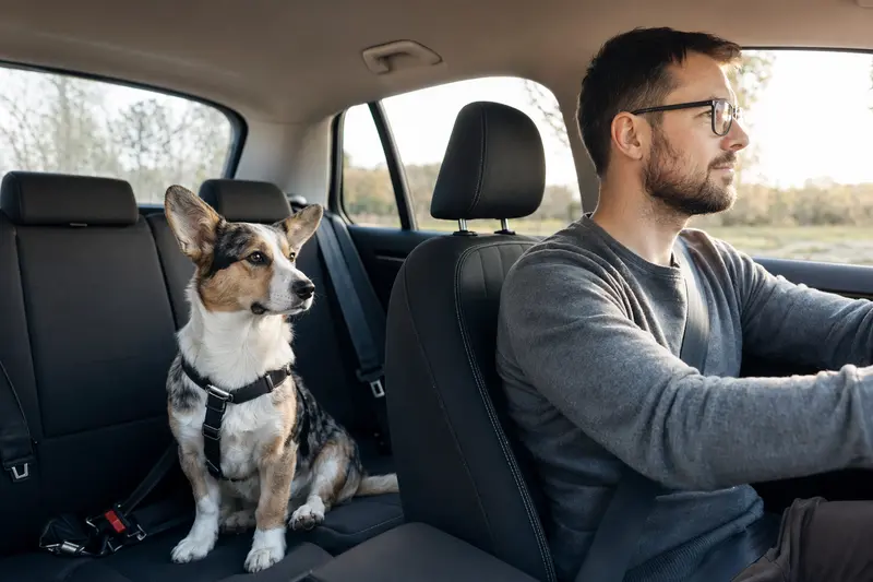 Ein sicher angeschnallter Cardigan Welsh Corgi auf der Rückbank eines Autos, während die Besitzerin ruhig fährt.