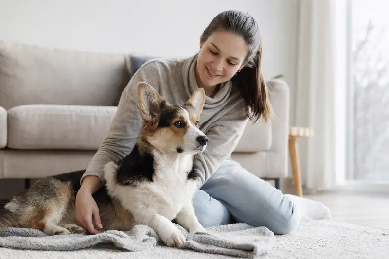 Ein Cardigan Welsh Corgi mit leichtem Verband liegt neben seinem erleichterten Besitzer auf einer Decke in einer hellen Wohnung.