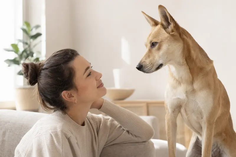 Ein aufmerksamer Carolina Dog steht vor hellem Hintergrund in natürlicher Pose und zeigt die typische Körperform und Fellstruktur der Rasse.