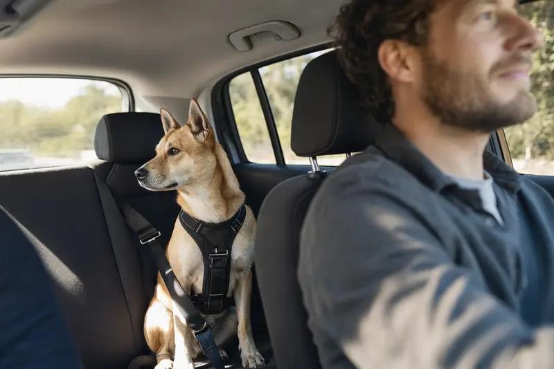 Ein Carolina Dog Hund sitzt sicher anschnallt auf der Rückbank eines Autos und genießt die Fahrt.
