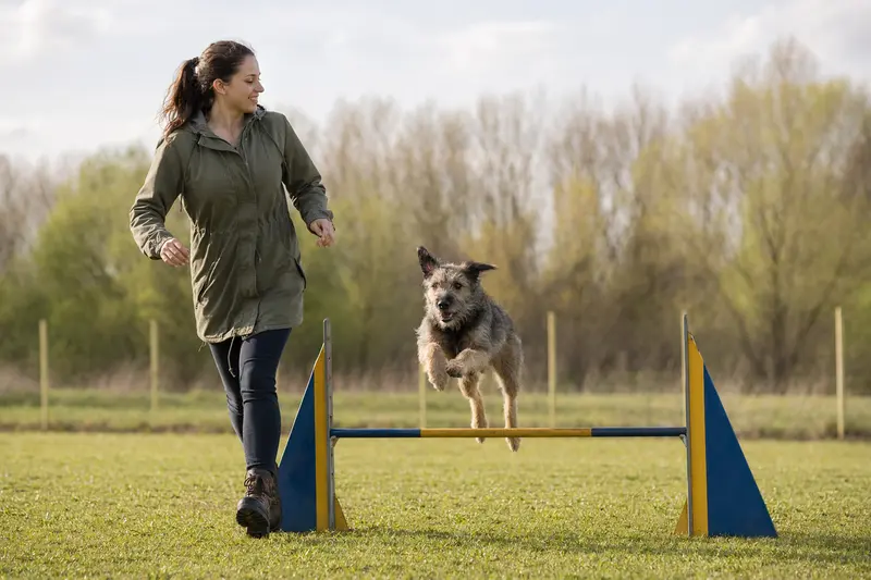 Ein Carpatin Hund springt beim Training mit seinem Besitzer über eine kleine Hürde auf dem Hundeplatz.