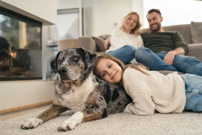 Ein freundlicher Catahoula Bulldogge Hund liegt entspannt neben einem Kind im Wohnzimmer, während die Eltern im Hintergrund eine sichere Familienatmosphäre schaffen.