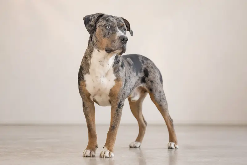 Aufmerksam stehende Catahoula Bulldogge vor hellem Hintergrund als realistisches Hundeporträt.