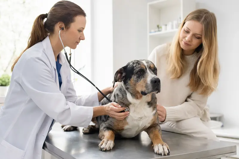 Eine freundliche Tierärztin untersucht einen ruhigen Catahoula Bulldogge Hund mit dem Stethoskop in einer hellen Tierarztpraxis, während der Besitzer beruhigend danebensteht.