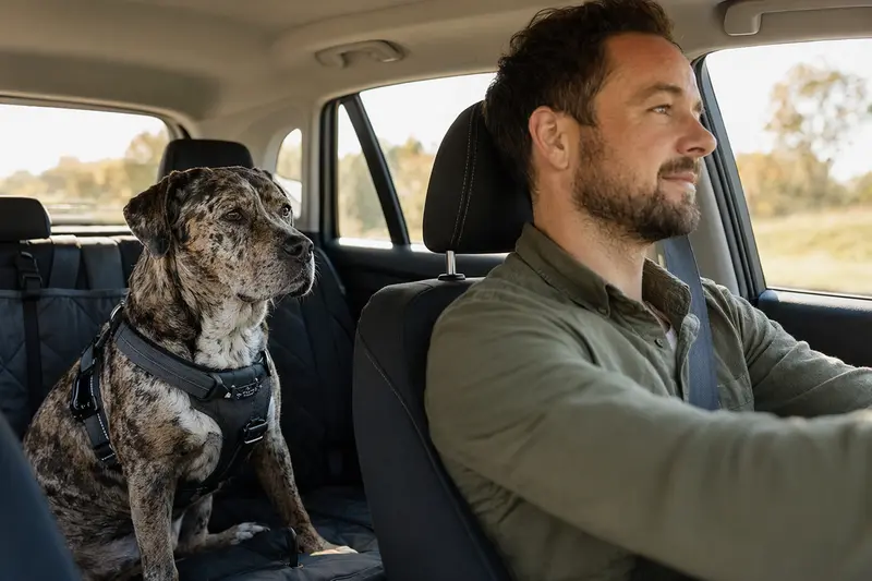 Ein Catahoula Bulldogge Hund sitzt sicher angeschnallt auf der Rückbank eines Autos, während der Fahrer ruhig unterwegs ist.