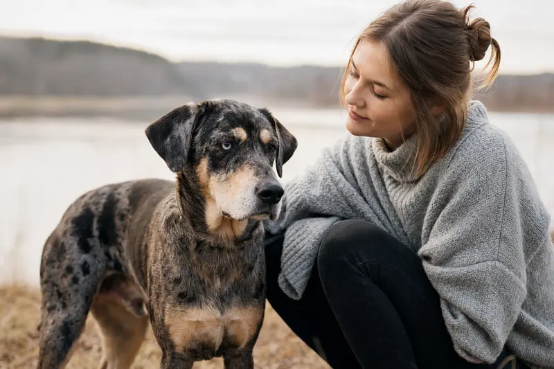 Aufmerksamer Catahoula Cur Hund in natürlicher Haltung vor hellem Hintergrund als professionelles Hunde-Porträt.