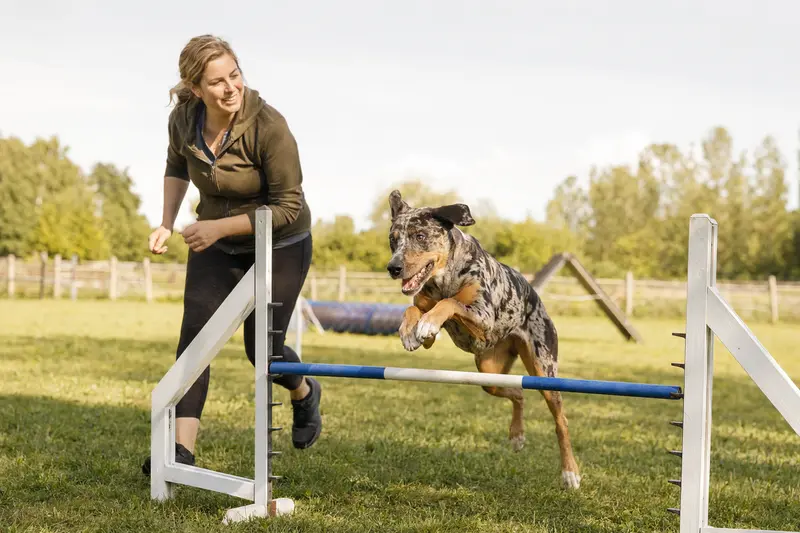 Ein aktiver Catahoula Cur trainiert mit seinem Besitzer auf einem Hundeplatz über eine kleine Hürde.
