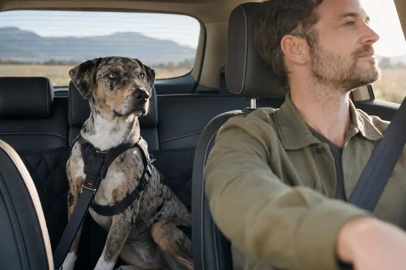 Ein Catahoula Cur Hund sitzt angeschnallt auf der Rückbank eines Autos, während sein Besitzer fährt.