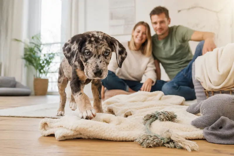 Ein neugieriger Catahoula Leopard Dog Welpe erkundet sein neues Zuhause mit einer weichen Decke und Spielzeug im Hintergrund.