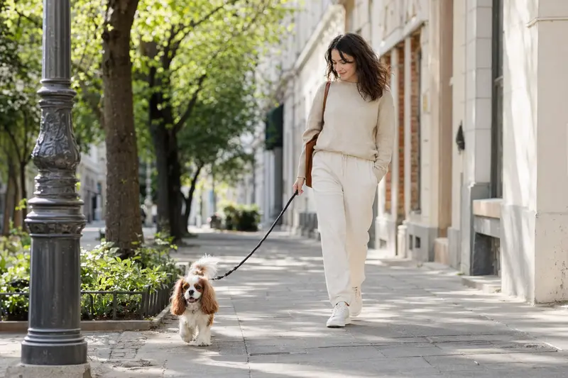Ein Cavalier King Charles Spaniel läuft an der Leine mit seinem Besitzer durch eine saubere moderne Stadtstraße.