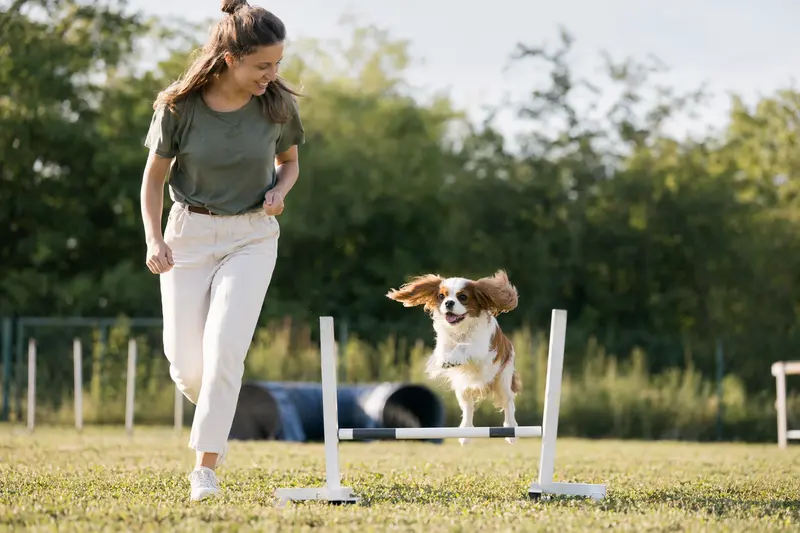 Ein Cavalier King Charles Spaniel springt fröhlich über eine kleine Trainingshürde auf dem Hundeplatz mit seinem Besitzer.