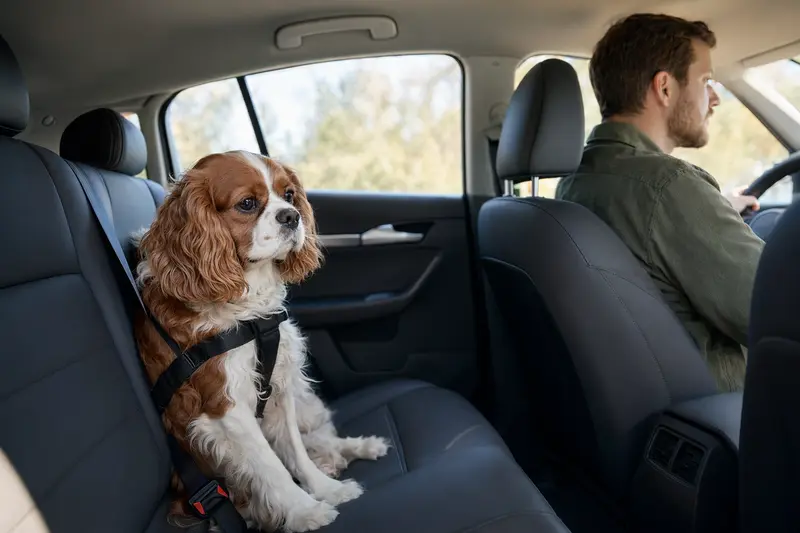Ein Cavalier King Charles Spaniel sitzt sicher angeschnallt auf der Rückbank eines Autos und genießt die Fahrt.