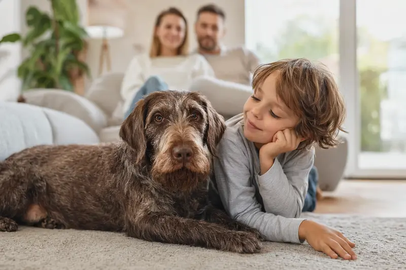 Ein entspannter Cesky Fousek Hund liegt neben einem Kind im Wohnzimmer und verbreitet eine herzliche Familienatmosphäre.