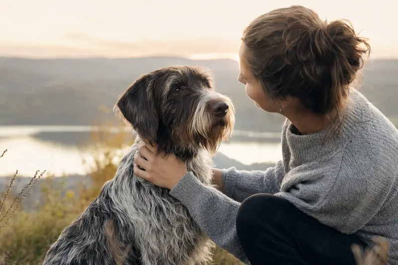 Aufmerksamer Cesky Fousek Hund in natürlicher Haltung vor hellem neutralem Hintergrund, als realistisches Tierportrait mit weichem Licht.