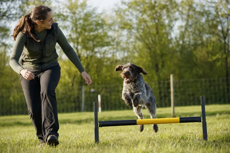 Ein Cesky Fousek springt mit seinem Besitzer über eine kleine Trainingshürde auf dem Hundeplatz.