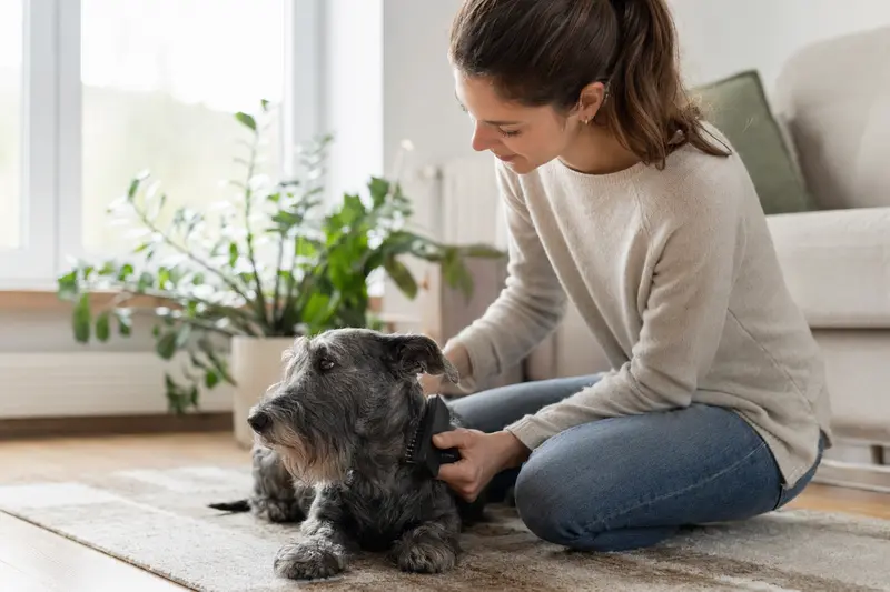 Ein Cesky Terrier wird in einer hellen Wohnung sanft von seinem Besitzer gebürstet und erhält liebevolle Fellpflege.