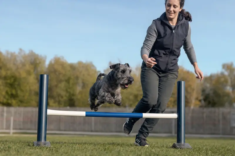 Ein Cesky Terrier springt mit seinem Besitzer über eine kleine Trainingshürde auf dem Hundeplatz.