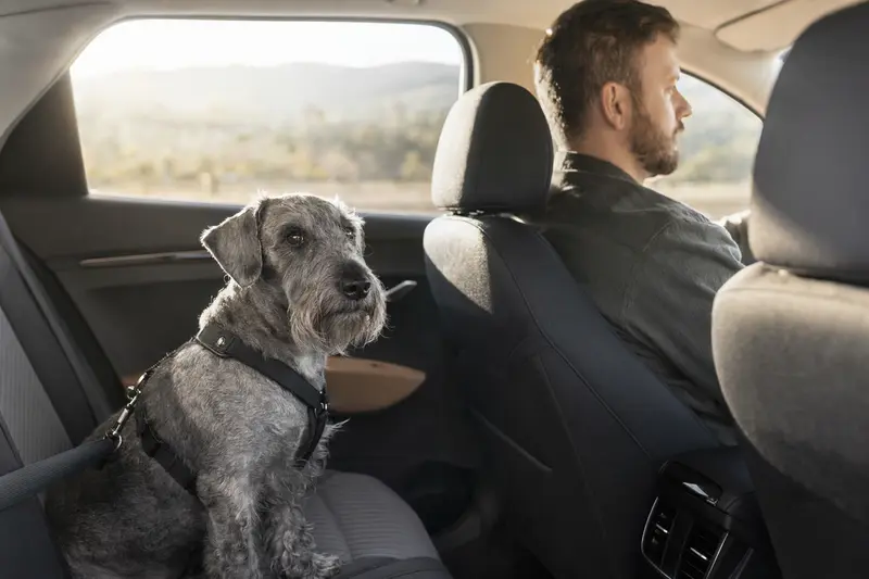 Ein Cesky Terrier ist sicher angeschnallt auf der Rückbank eines Autos, während sein Besitzer entspannt fährt.