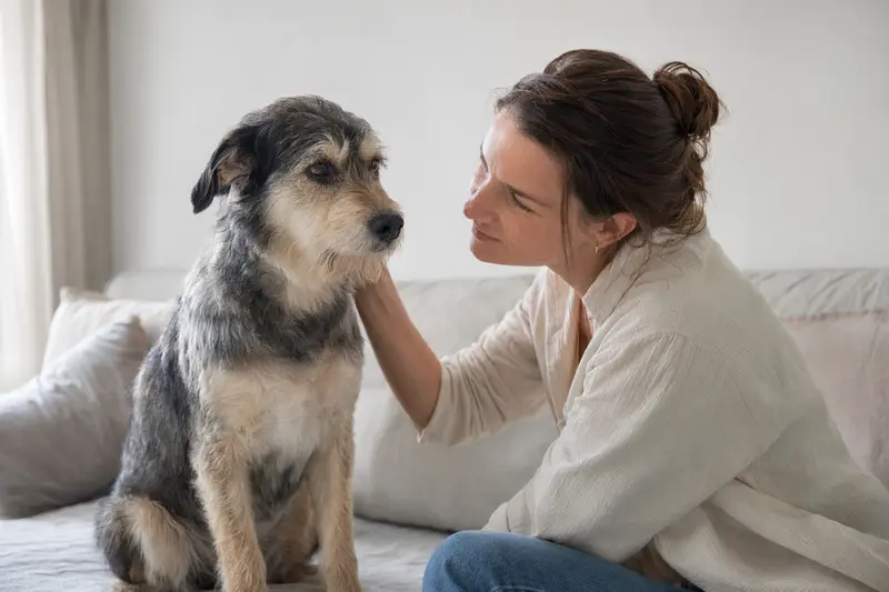 Ein Chambray Hund steht aufmerksam in natürlicher Haltung vor hellem Hintergrund in einem realistischen Tierportrait.