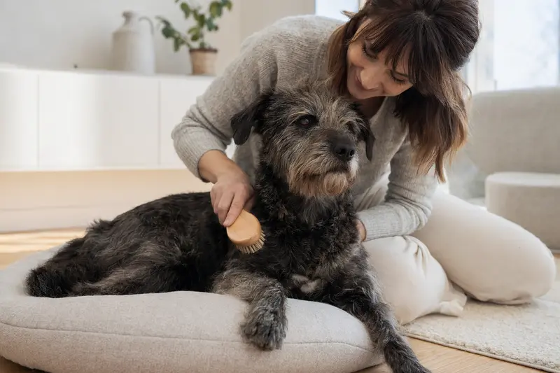 Ein Chambray Hund wird in einer hellen Wohnung sanft gebürstet, während sein Besitzer sich liebevoll um die Fellpflege kümmert.