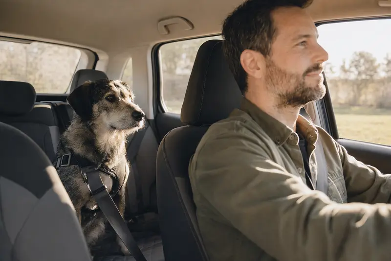 Ein Chambray Hund sitzt sicher angeschnallt auf der Rückbank eines Autos, während der Besitzer ruhig fährt.