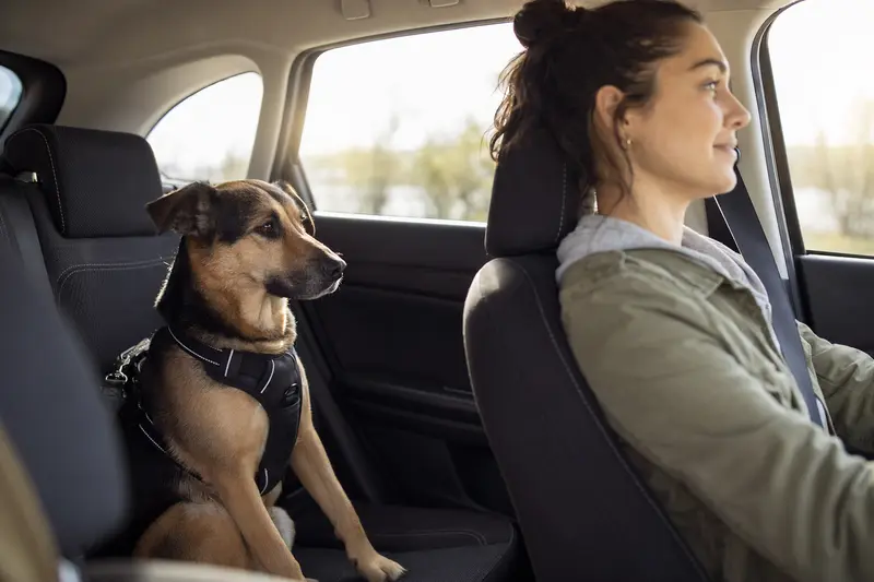 Ein Charnegue Hund sitzt sicher angeschnallt auf der Rückbank eines Autos, während der Besitzer ruhig fährt und Sonnenlicht durch das Fenster fällt.