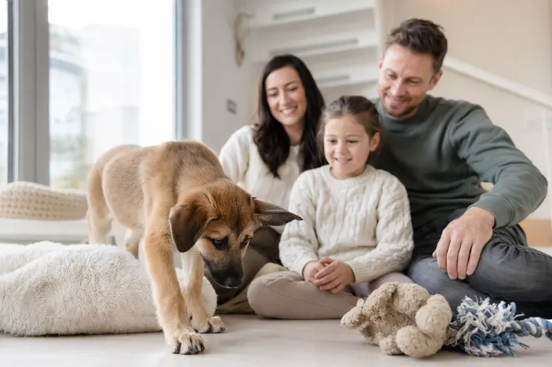 Ein junger Charnègue-Welpe entdeckt neugierig sein neues Zuhause mit weicher Decke, Spielzeug und liebevoller Familie im Hintergrund.