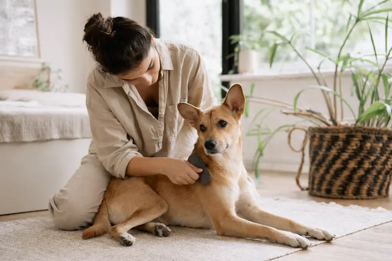 Ein Charnegui Hund wird in einer hellen Wohnung sanft gebürstet, während sein Besitzer liebevoll die Fellpflege übernimmt.