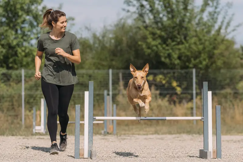 Ein aktiver Charnegui Hund springt mit seinem Besitzer über eine kleine Trainingshürde auf dem Hundeplatz.