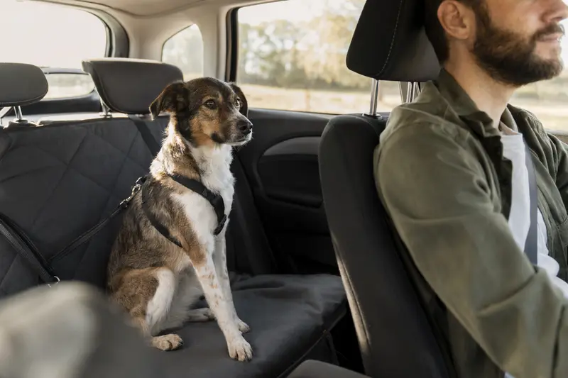 Ein Chart Polski Hund sitzt sicher angeschnallt auf der Rückbank eines Autos und genießt die Fahrt mit Lichtstrahlen, die durch das Fenster fallen.