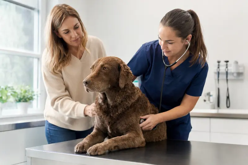 Ein Chesapeake Bay Retriever wird von einer Tierärztin in einer modernen Praxis mit Stethoskop untersucht.