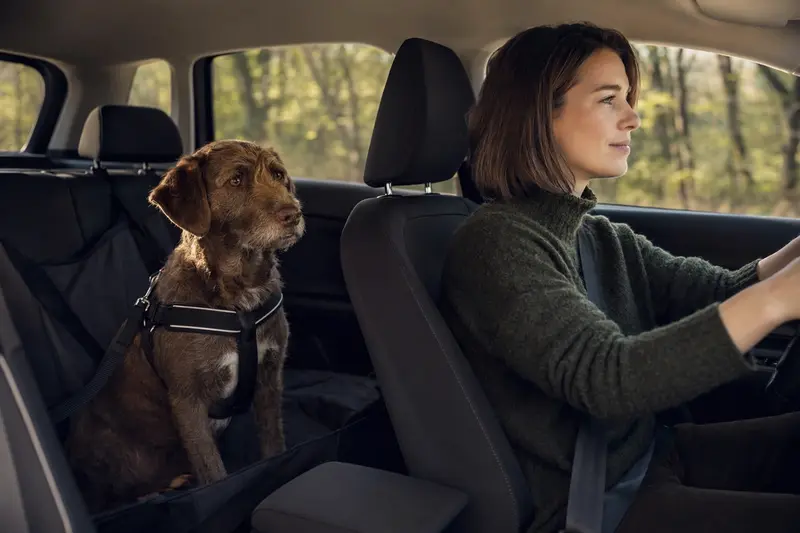 Ein Chesapeake Bay Retriever sitzt sicher angeschnallt auf der Rückbank eines Autos, während der Besitzer ruhig fährt.