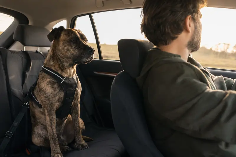 Ein Chien Corse Hund sicher angeschnallt auf der Rückbank eines Autos, während der Besitzer entspannt fährt.