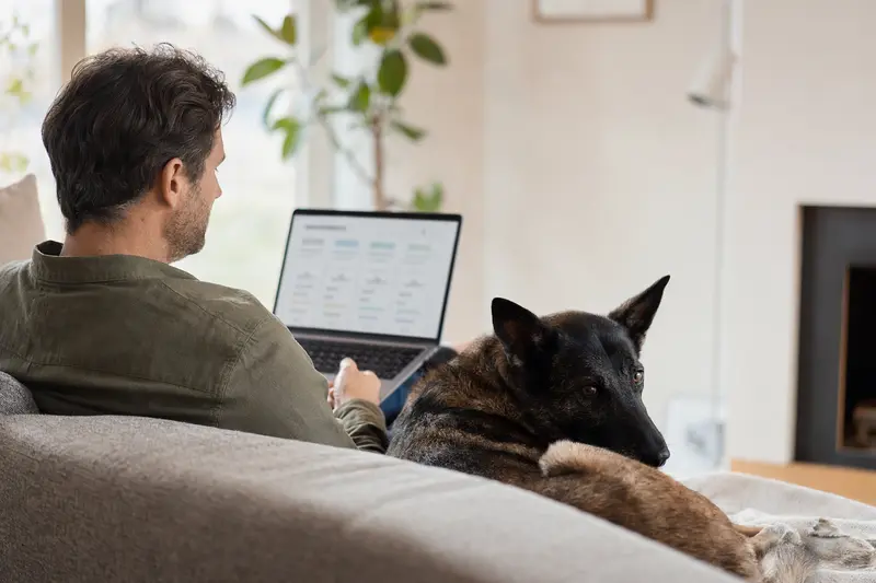 Ein Hundebesitzer mit Laptop auf dem Sofa, neben einem Chien de Trait Belge, der eine Versicherungsvergleichs-Oberfläche betrachtet.